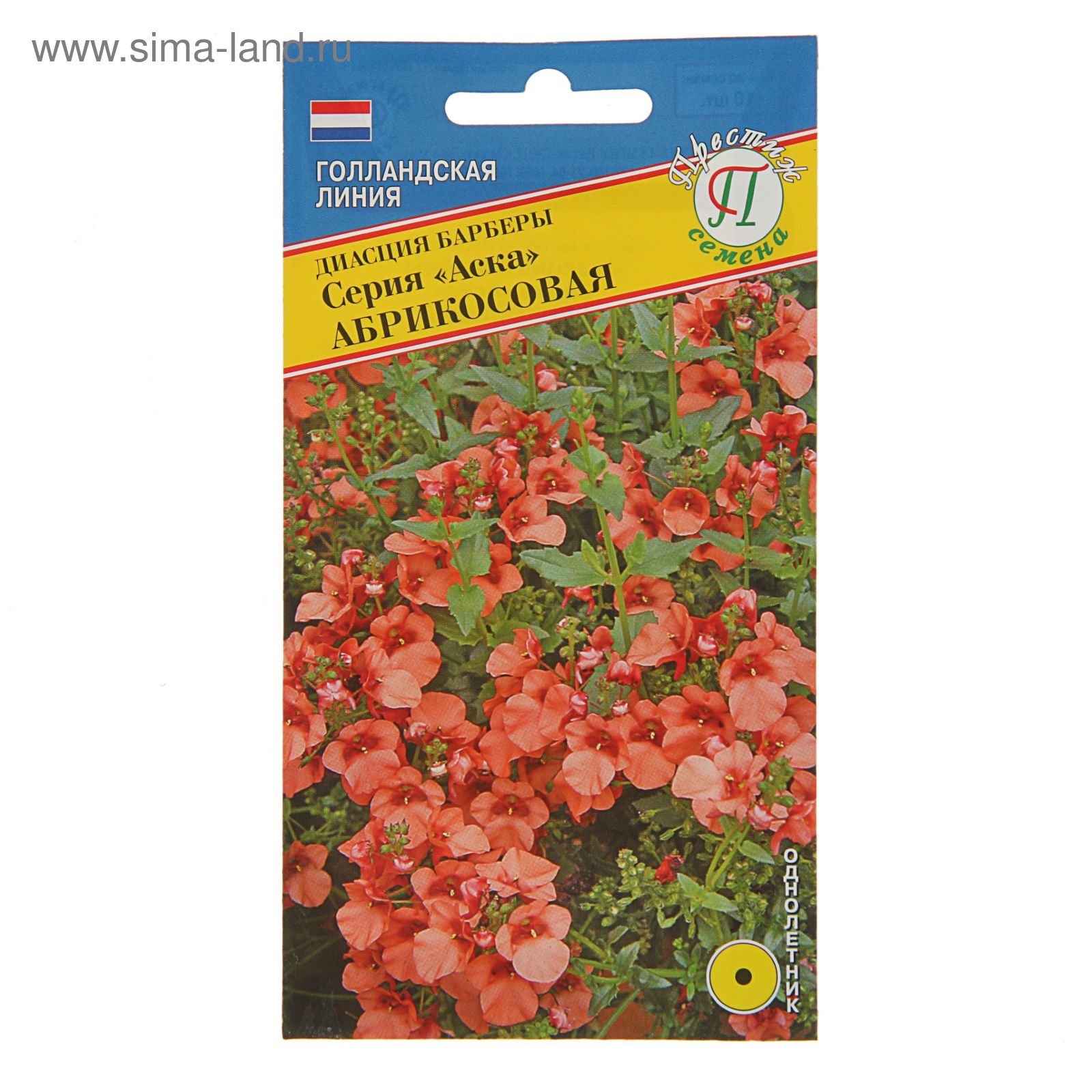 Диасция семена фото ампельная Диасция семена фото ампельная