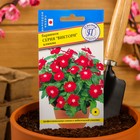 Семена цветов Барвинок "Виктори" Клюква, О, 10 шт - Фото 3