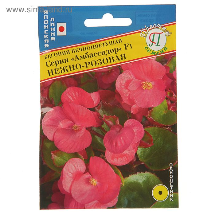 Как выглядят семена бегонии вечноцветущей Как выглядят семена бегонии вечноцветущей