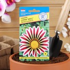 Семена цветов Гацания «Кисс» F1 Белое пламя, для балкона, веранды, цветника, однолетник, низкорослая, 5 шт. - Фото 3