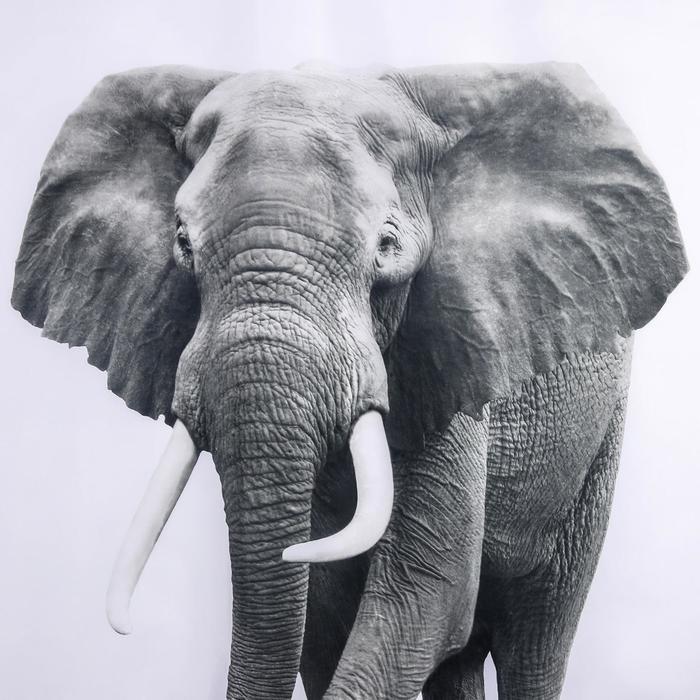 Штора для ванны Доляна «Слон», 180×180 см - фото 1908338202