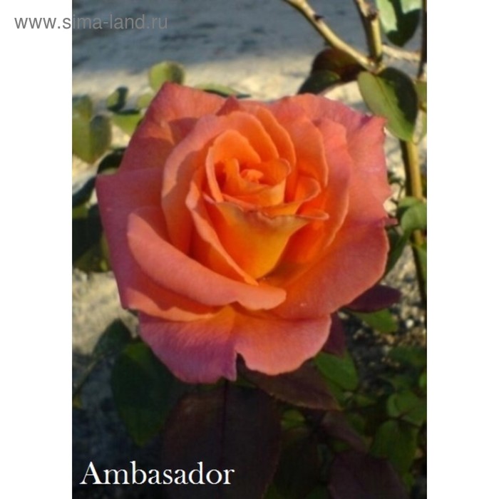 Саженец розы Амбассадор - Фото 1