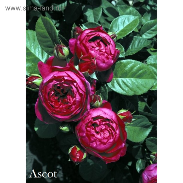 Саженец розы Аскот - Фото 1