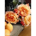 Саженец розы Капри - Фото 1