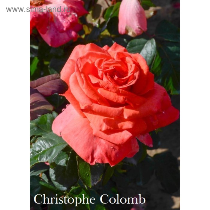 Саженец розы Христофор Колумб - Фото 1