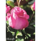 Саженец розы Хистори - Фото 1