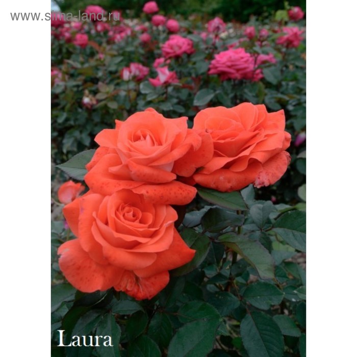 Саженец розы Лаура - Фото 1