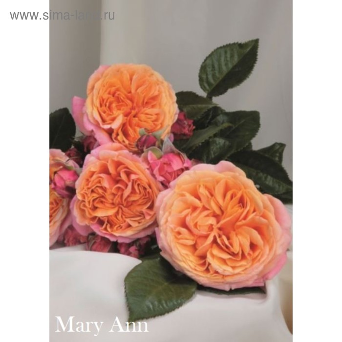 Саженец розы Мэри Энн - Фото 1