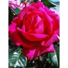 Саженец розы Ромина - Фото 1