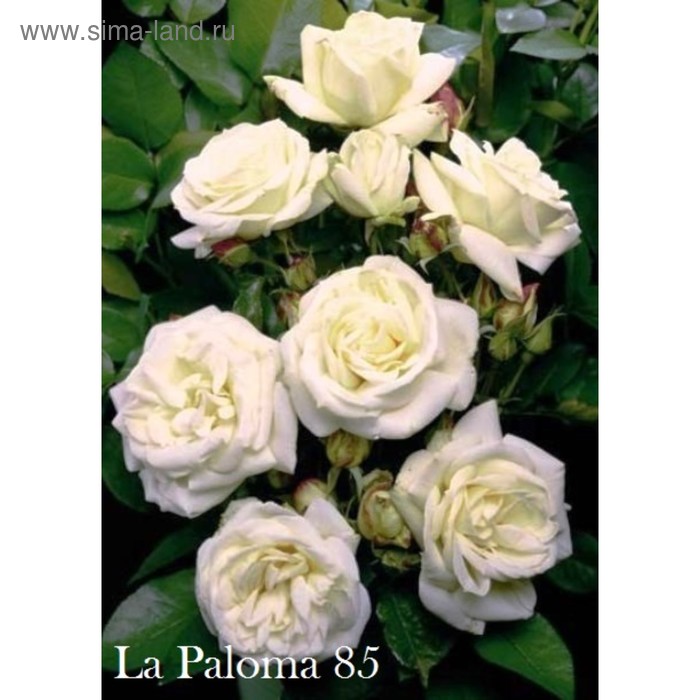 Саженец розы Ла Палома 85 - Фото 1