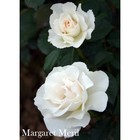 Саженец розы Маргарет Меррилл - Фото 1