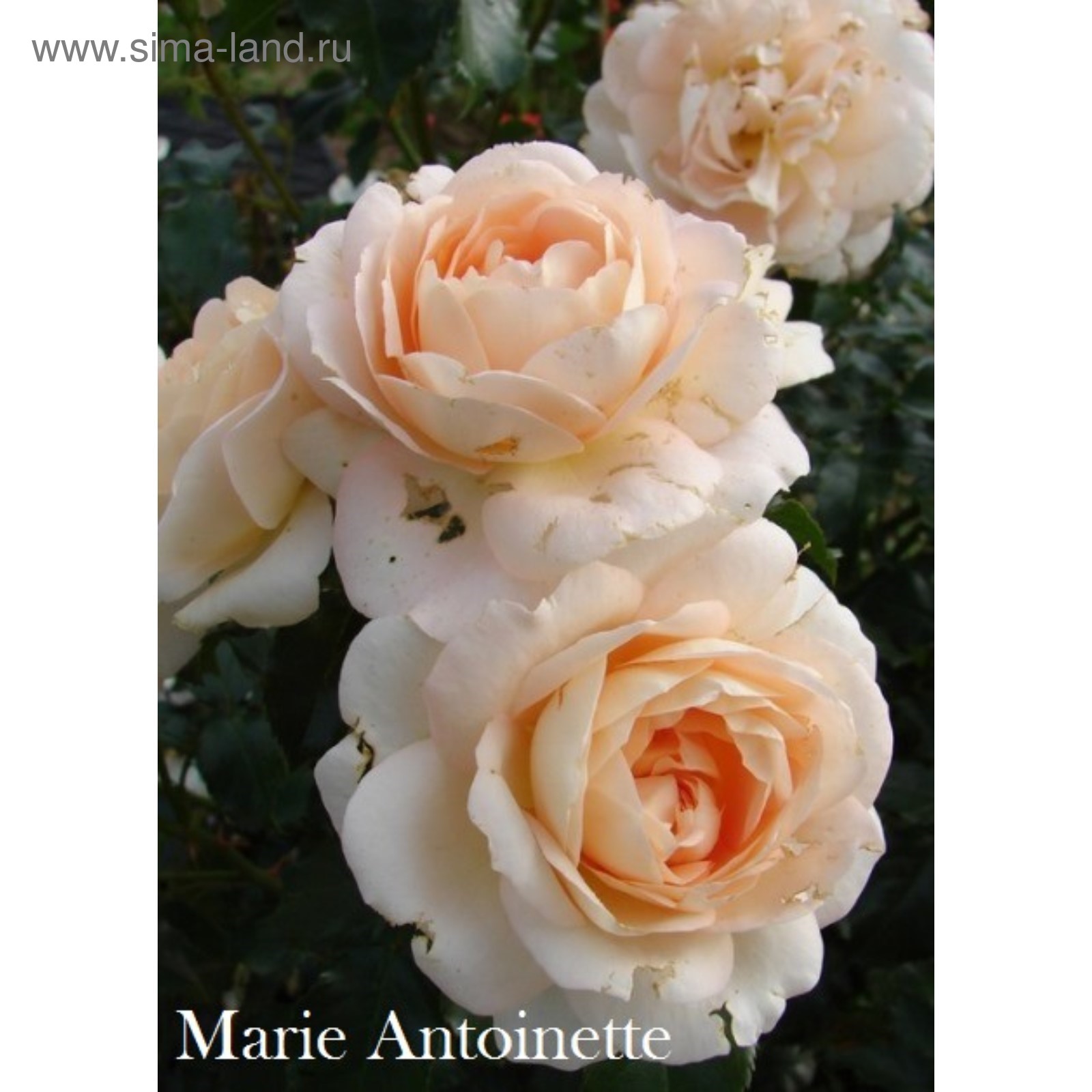 Саженец Роза Мария Антуанетта (Rosa Marie Antoinette) купить в Москве по низкой