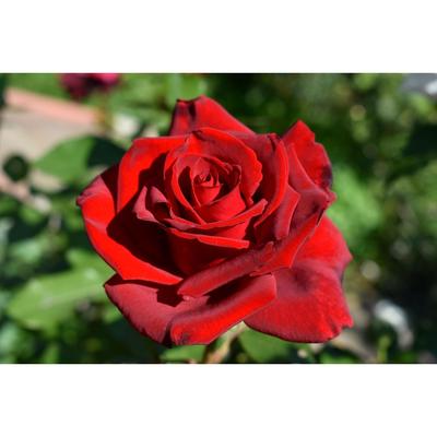 Саженец розы Николло Паганини  Весна 2022