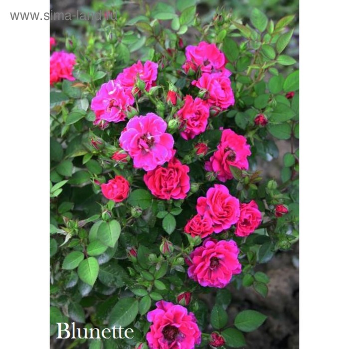 Саженец розы Блюнетт - Фото 1