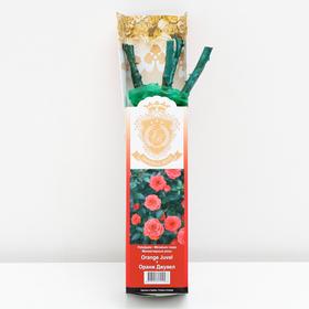 Саженец розы Оранж Джувел  (артикул 2876324)  большой выбор товаров оптом и в розницу по низким ценам с доставкой