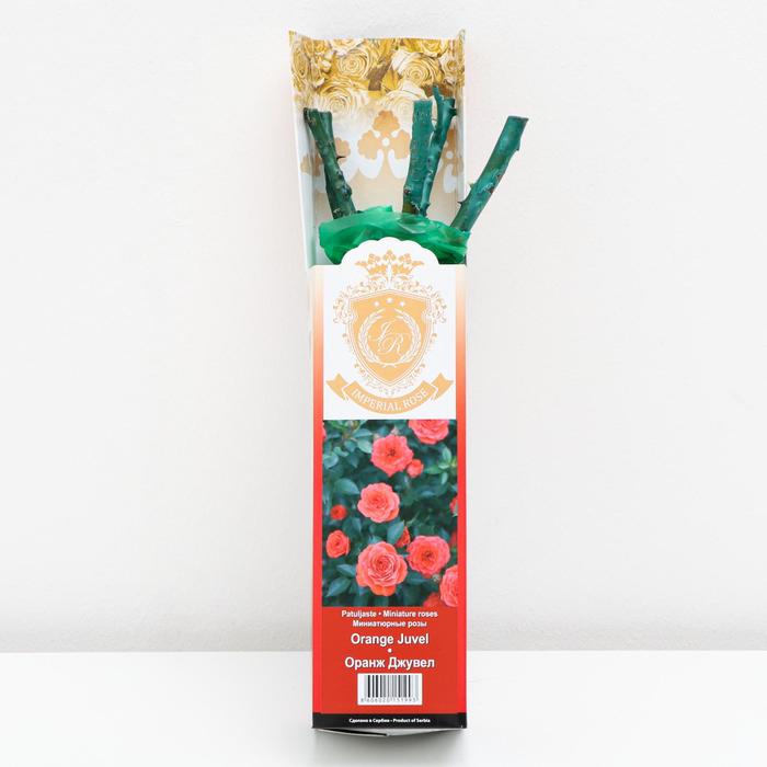 Саженец розы Оранж Джувел - Фото 1