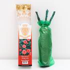 Саженец розы Оранж Джувел - Фото 2