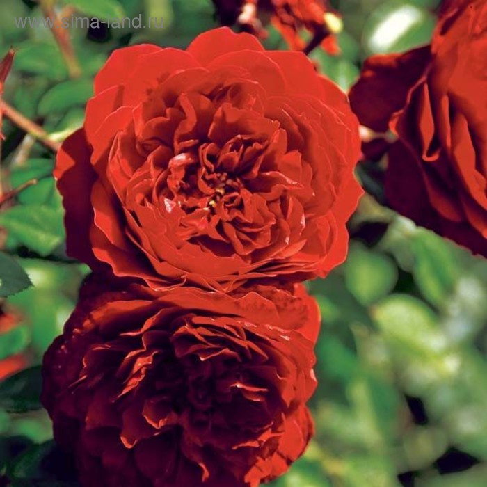 Саженец Роза Бельканто, плетистая, Горшок 2 л., Лето 2024 (10652116) - Купить по