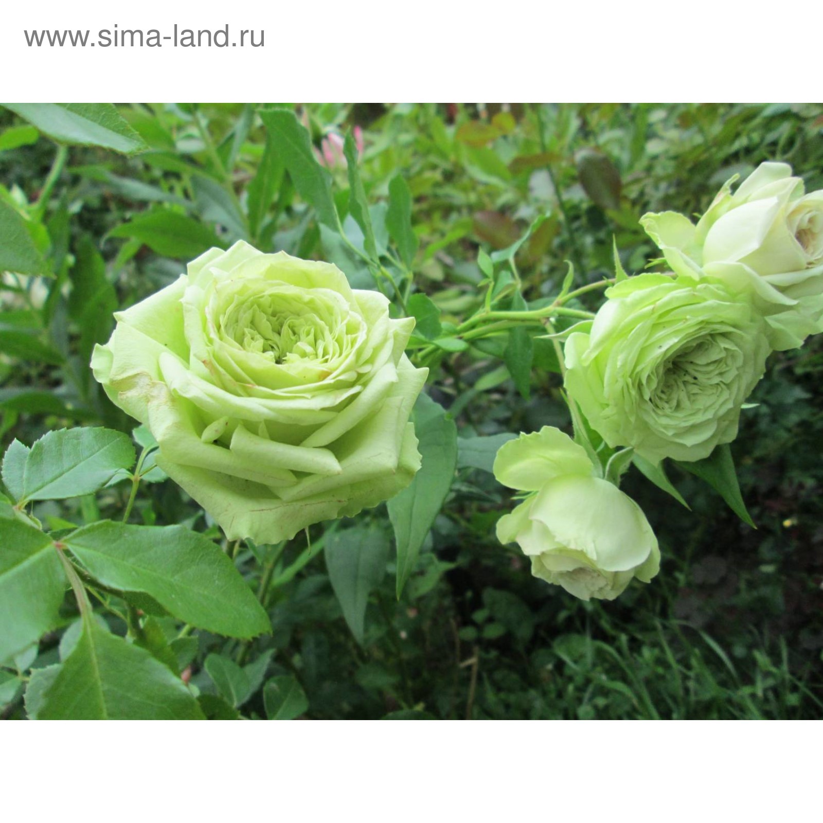 Аторвастатин алси. Кирова 22 армавир алси. Розувастатин 20 мг алси. Армавирский социальный лингвистический институт армавир. Алси розы.