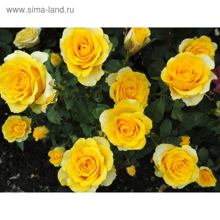 Саженец розы Илиос, 1шт, Весна 2022 - Фото 1
