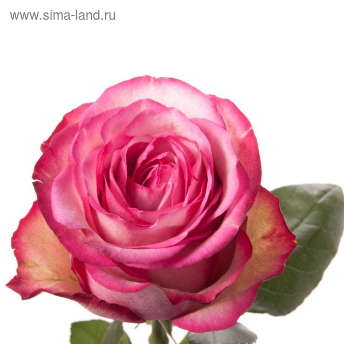 Саженец розы Карусель 1 шт - Фото 1