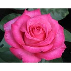 Саженец розы Кисс, 1шт - Фото 1