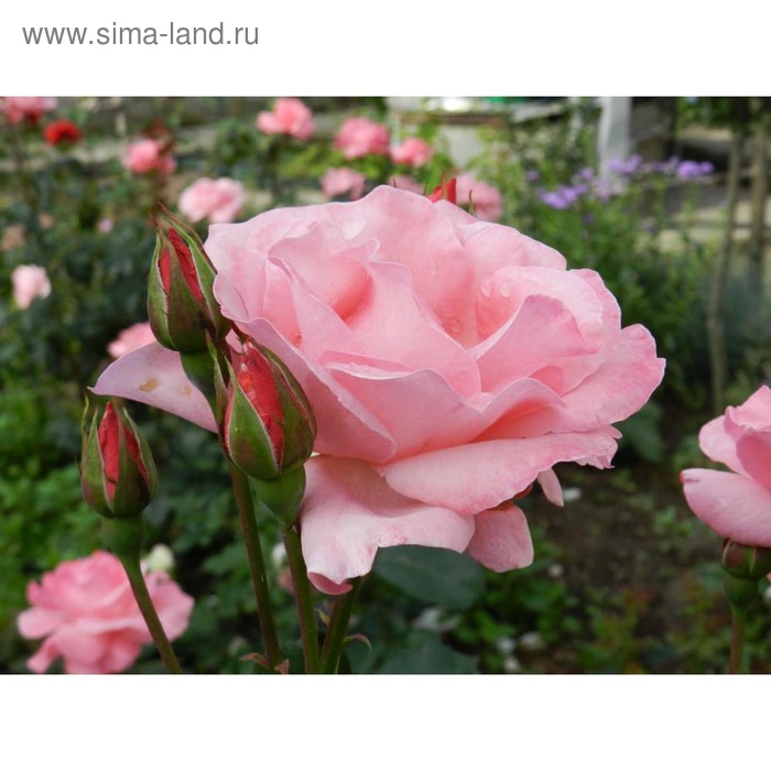 Саженец розы Куин Элизабет 1 шт - Фото 1