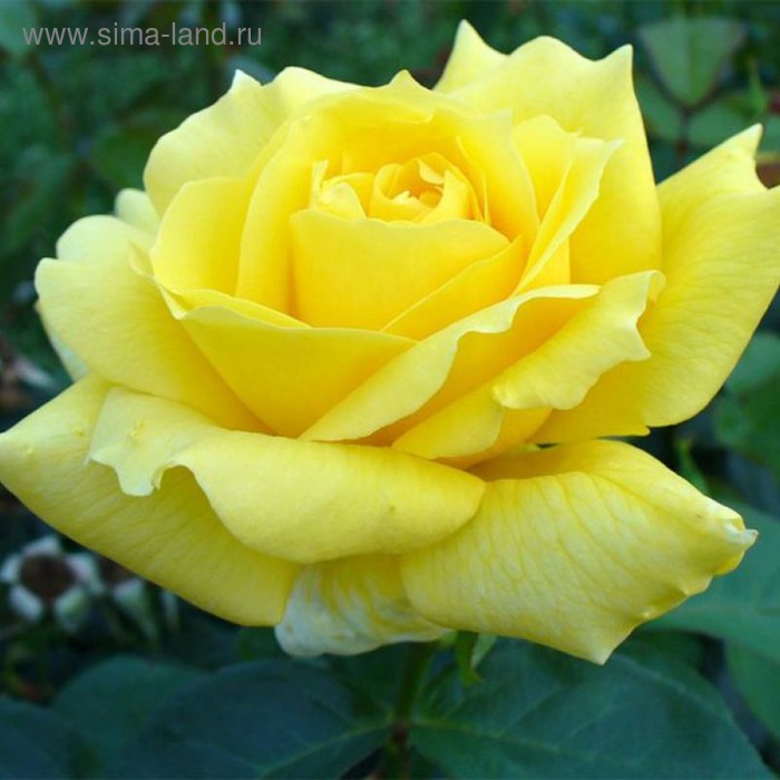 Саженец розы Ландора, 1шт - Фото 1