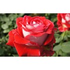 Саженец розы Николь, 1шт , Весна 2021 - Фото 1