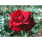 Саженец розы Нина, 1шт - Фото 1