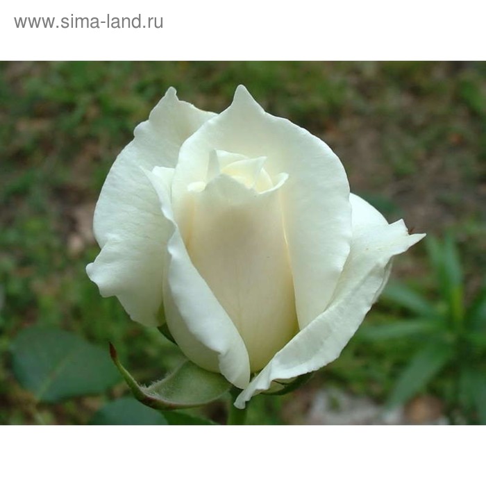 Саженец розы Паскаль, Весна 2024, 1 шт. - Фото 1