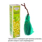 Саженец винограда Августовский,  Весна 2023, 1 шт. - Фото 2