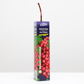 Саженец винограда Багровый, 1 шт, Весна 2022