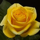 Саженец розы Таро Весна 2024, 1 шт. - Фото 1