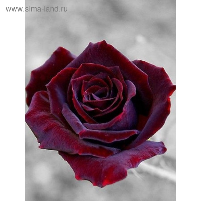 Pin by annette hunt on Roses Flowers perennials, Black rose seeds, Rose seeds