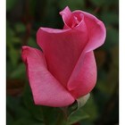 Саженец розы Эйфелева Башня, 1шт - Фото 1
