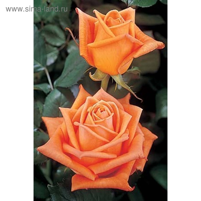 Саженец розы Эльдорадо, Весна 2023, 1 шт. - Фото 1