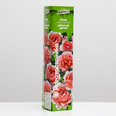 Саженец розы Абрахам Дерби, 1 шт, Весна 2025