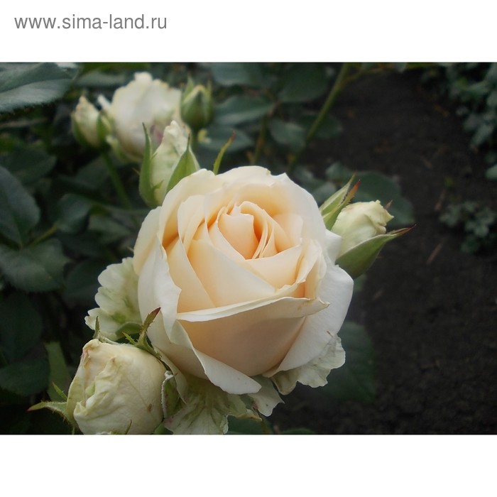Саженец розы Аваланж,  Весна 2023, 1 шт. - Фото 1