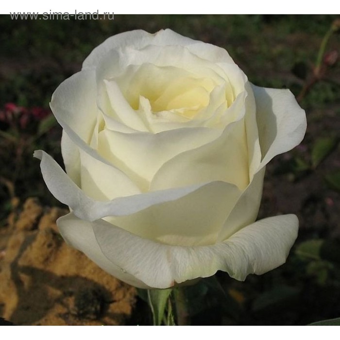 Саженец розы Анастасия,  Весна 2023, 1 шт. - Фото 1
