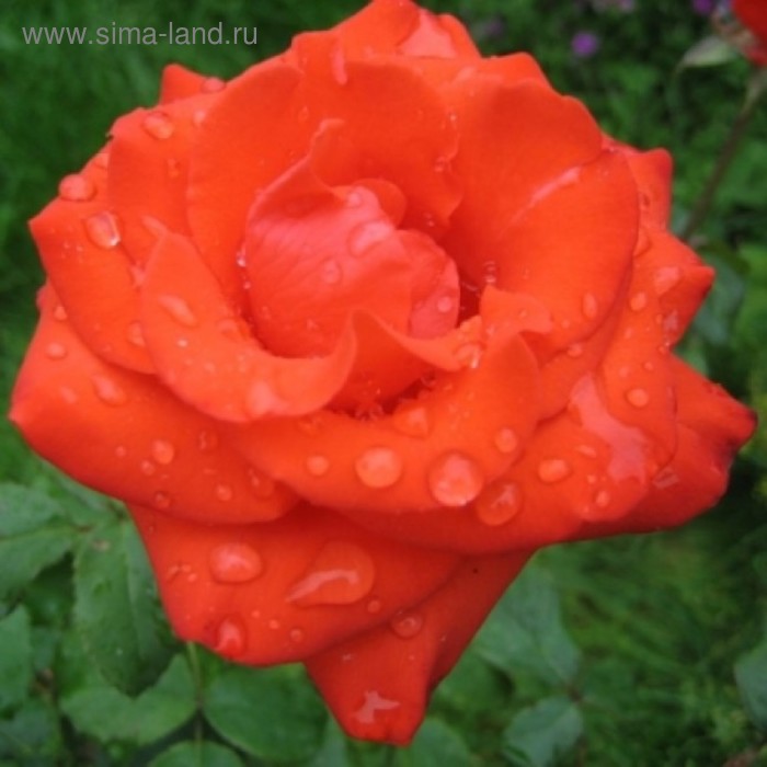 Саженец розы Анжелика, 1шт - Фото 1