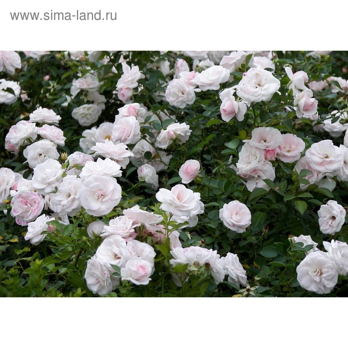 Саженец розы Аспирин Роуз, 1шт - Фото 1