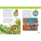 Энциклопедия для детского сада «Удивительные животные» - фото 3806472