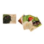 Набор животных с обучающими карточками «В мире насекомых», животные пластик, карточки, по методике Монтессори - Фото 2