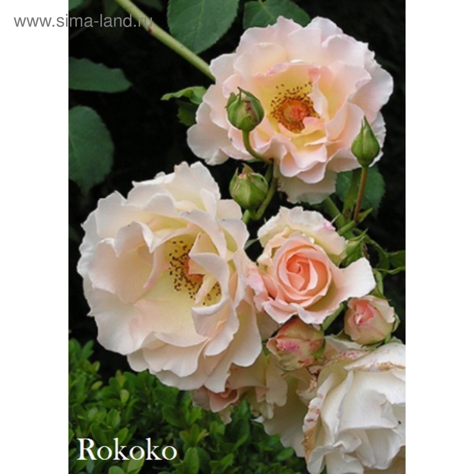 садовита Корни - купить с доставкой по выгодным ценам в интернет-магазине OZON (