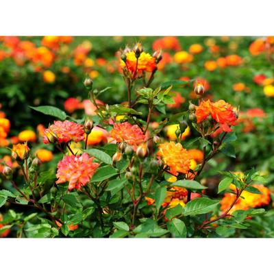 Саженец розы Санмейд  Весна 2022