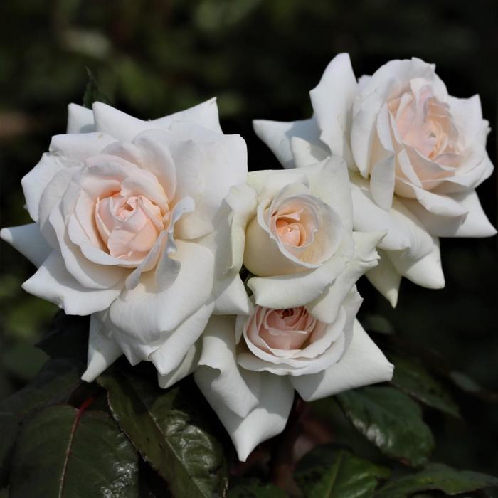 Саженец розы Сван Лейк Весна 2022 - Фото 1