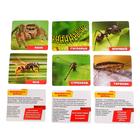 Набор для исследований «Юный натуралист» - Фото 5