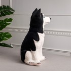 Копилка "Собака Хаски", белый цвет, флок, керамика, 39 см - Фото 2