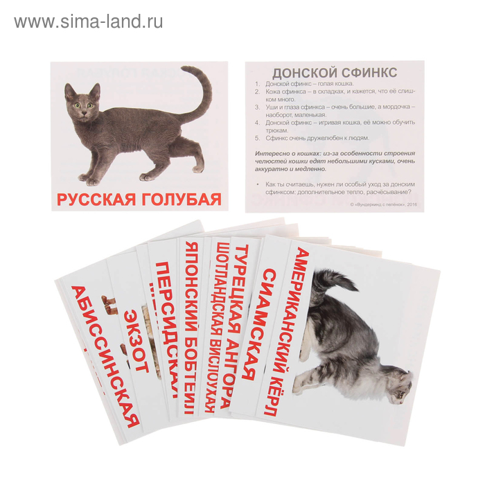 Обучающие карточки «Мини-20. Породы кошек» - Фото 1